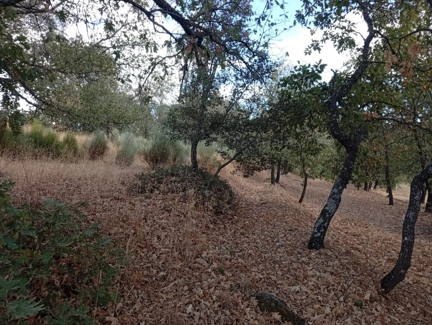 Terreni e lotti in vendita a Villanueva de la Vera, imagen 104