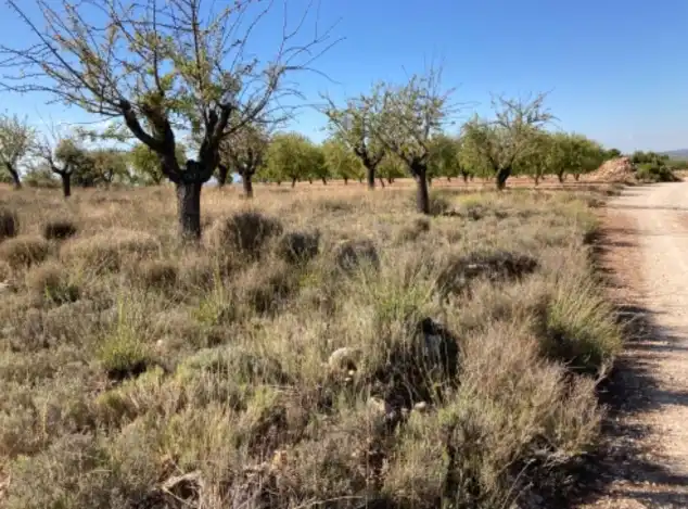 Rustikales Grundstück zum Verkauf in Requena, imagen 8