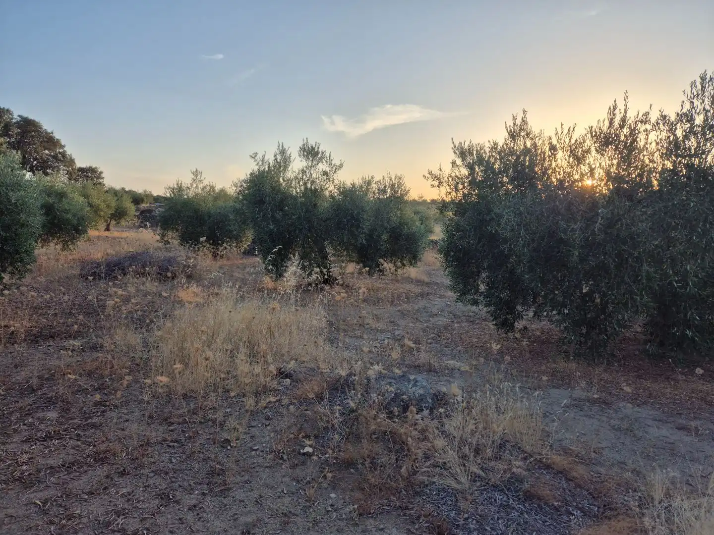 Grundstücke zum Verkauf in Abertura, Cáceres