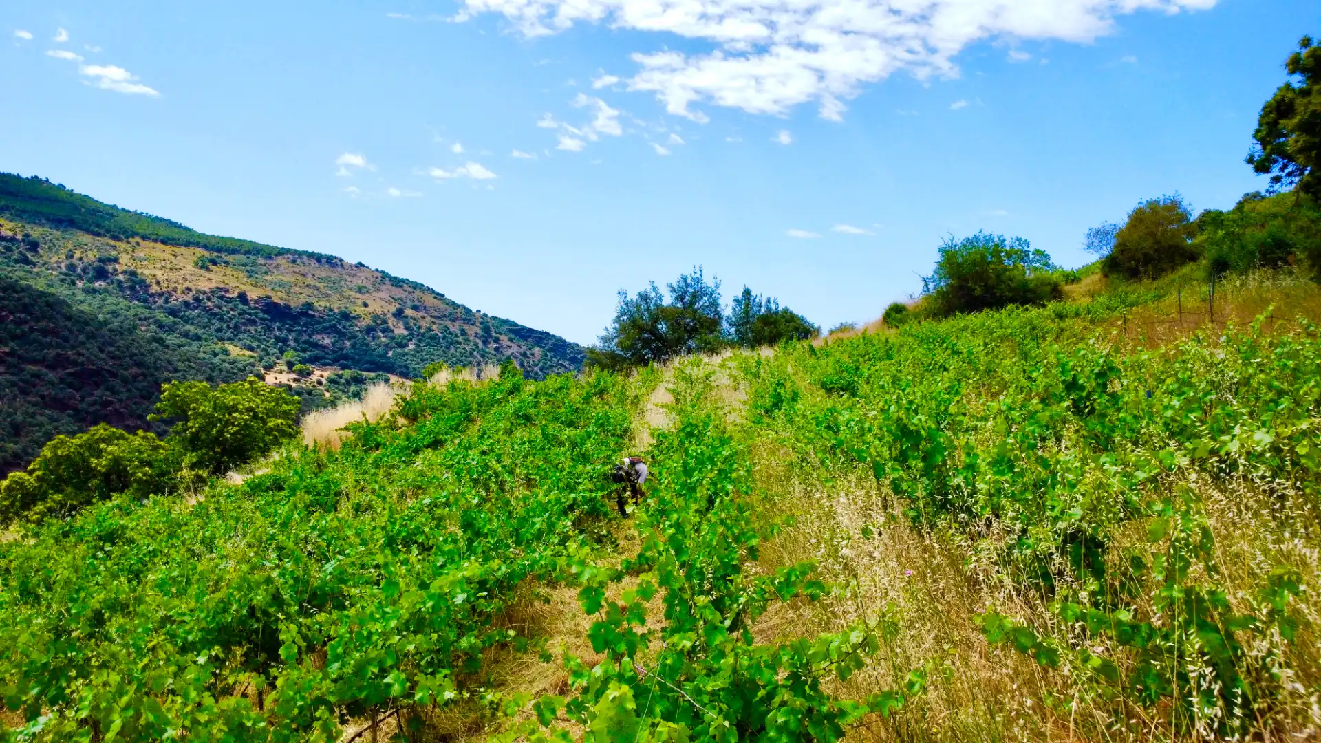 Terreni e lotti in vendita a Alpujarra de la Sierra, imagen 17
