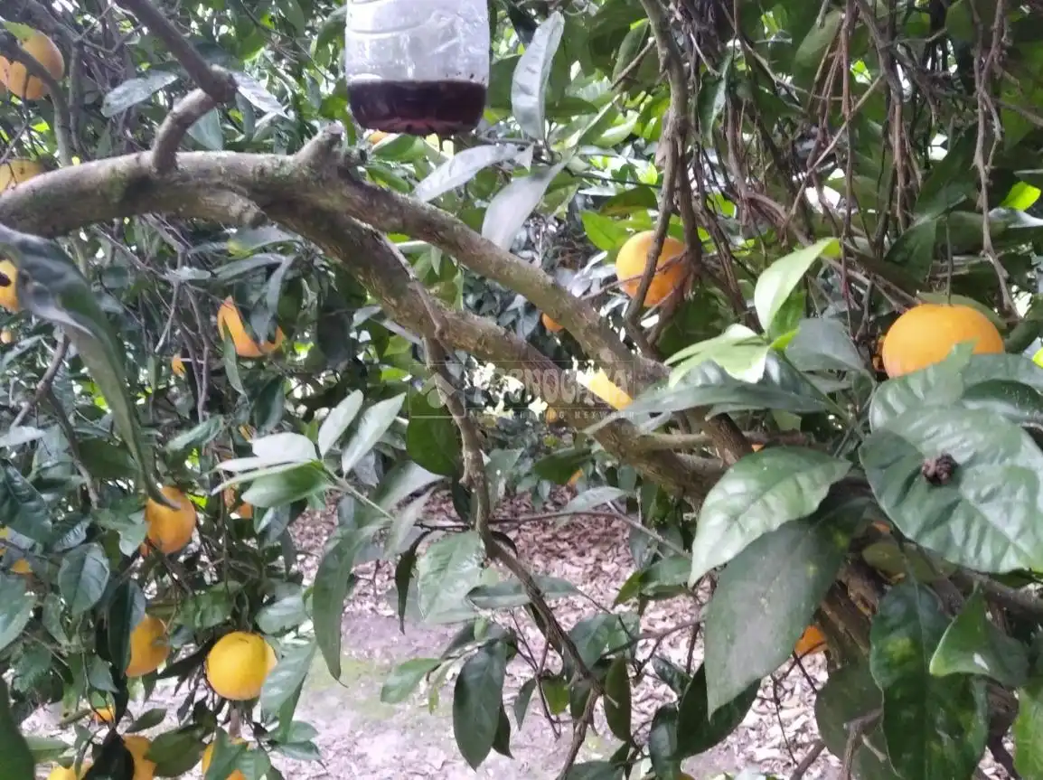 Terreno rustico in vendita a Barbate ciudad, imagen 13