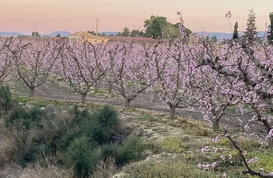 Terreno rústico en venta en Cieza, imagen 16