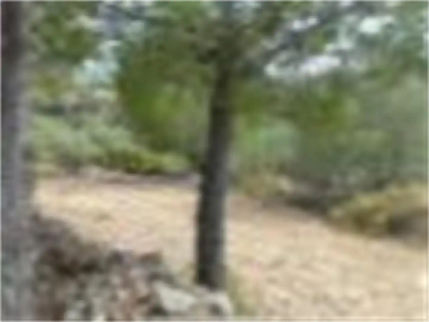 Terreno en venta en La Salzadella