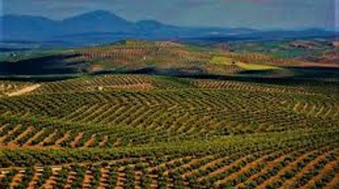 Exclusiva Finca Olivarera de Alto Rendimiento con Almazara
