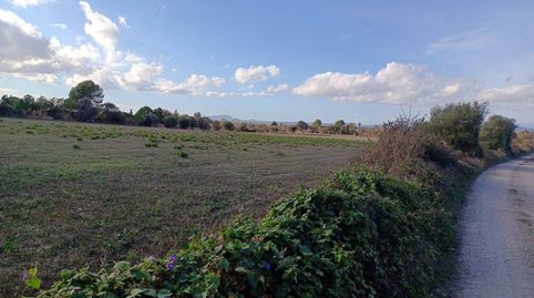Parcela Rustica en Manacor, imatge 2