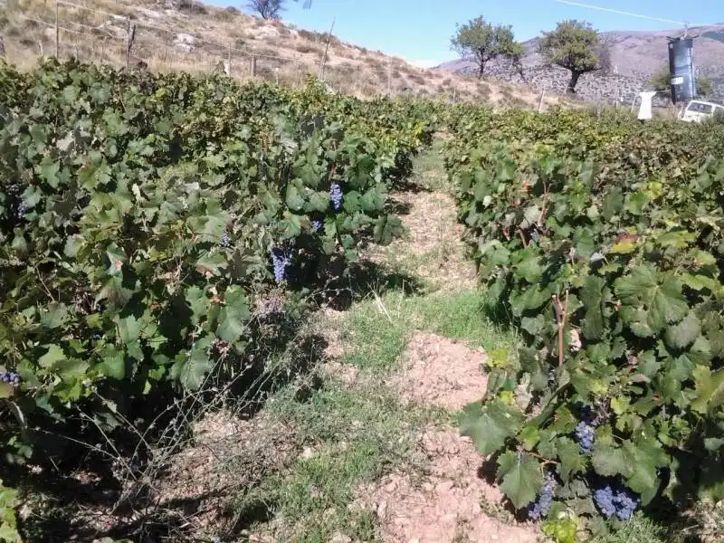 Casa rústica amb jardí en venda a Guadix, imagen 14