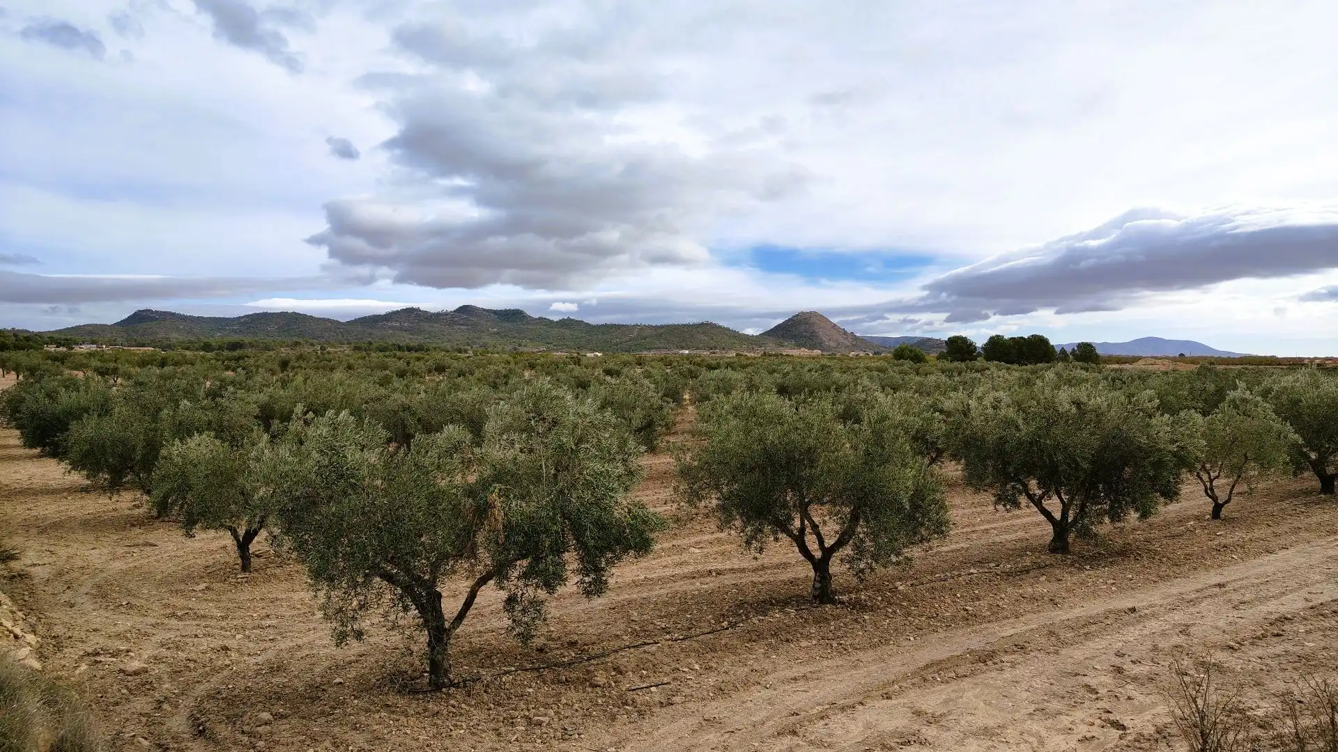 Terreno rústico en venta en Monóvar  / Monòver, imagen 7