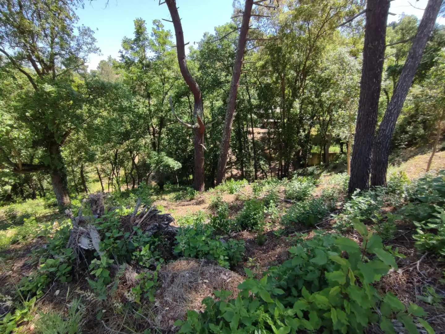 Terreny residencial en venda a Carrer les Mimoses, imagen 8