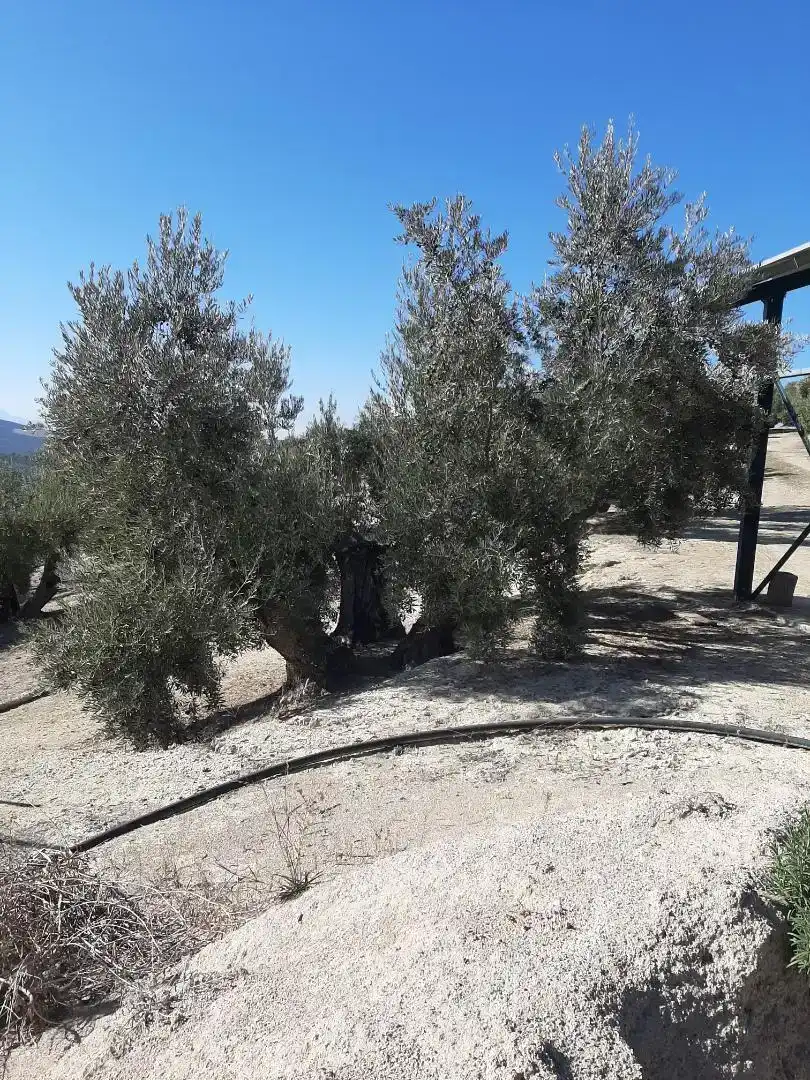 Finca rústica en venda en La Iruela