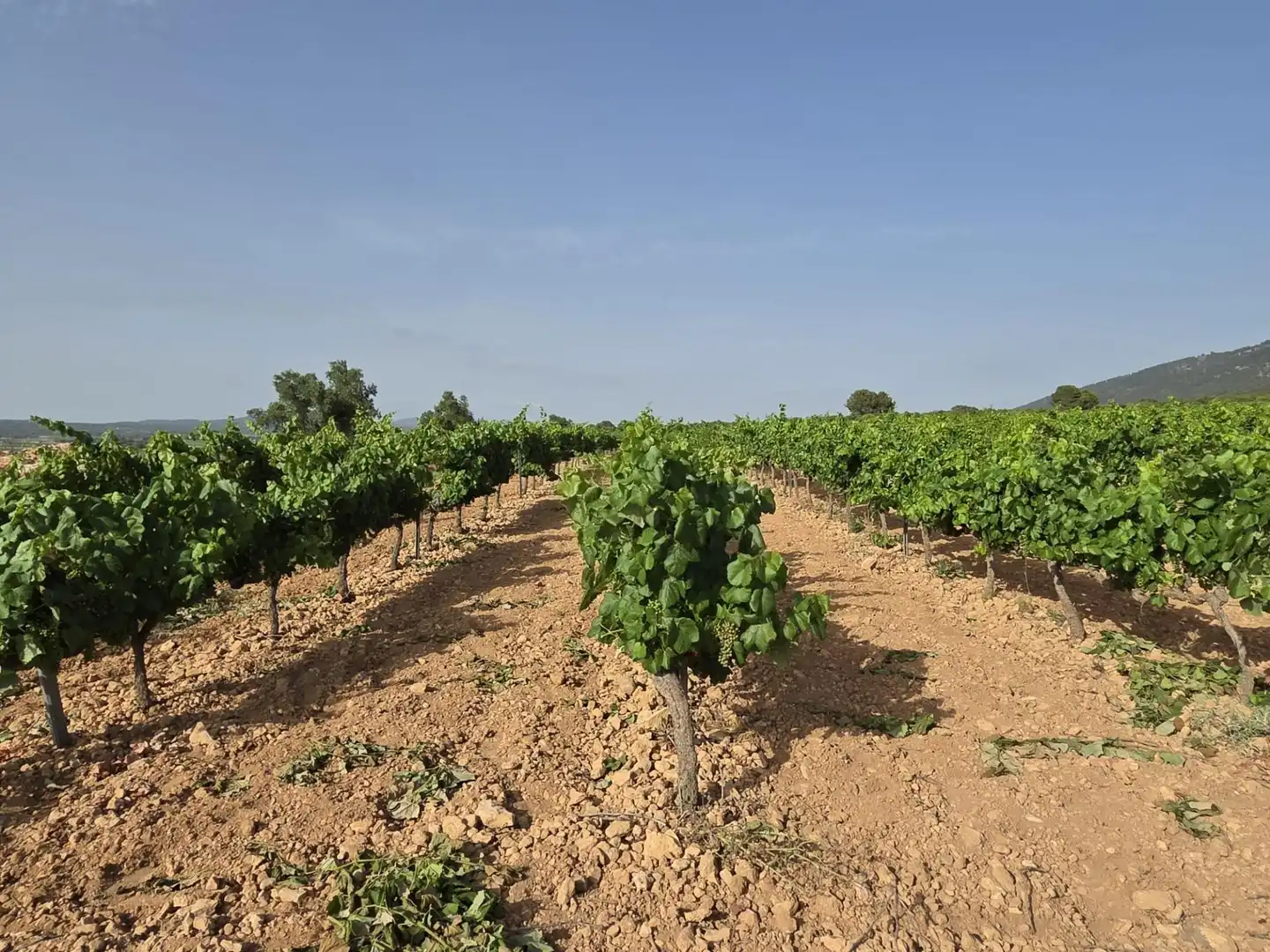 Detached homes for sale in Fontanars dels Alforins