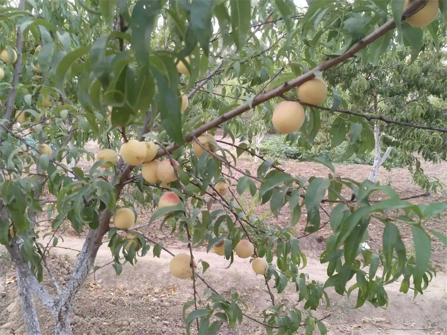 Jardín de Terreno en venta en Alcaudete