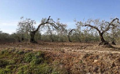 Land for sale in Albaida del Aljarafe