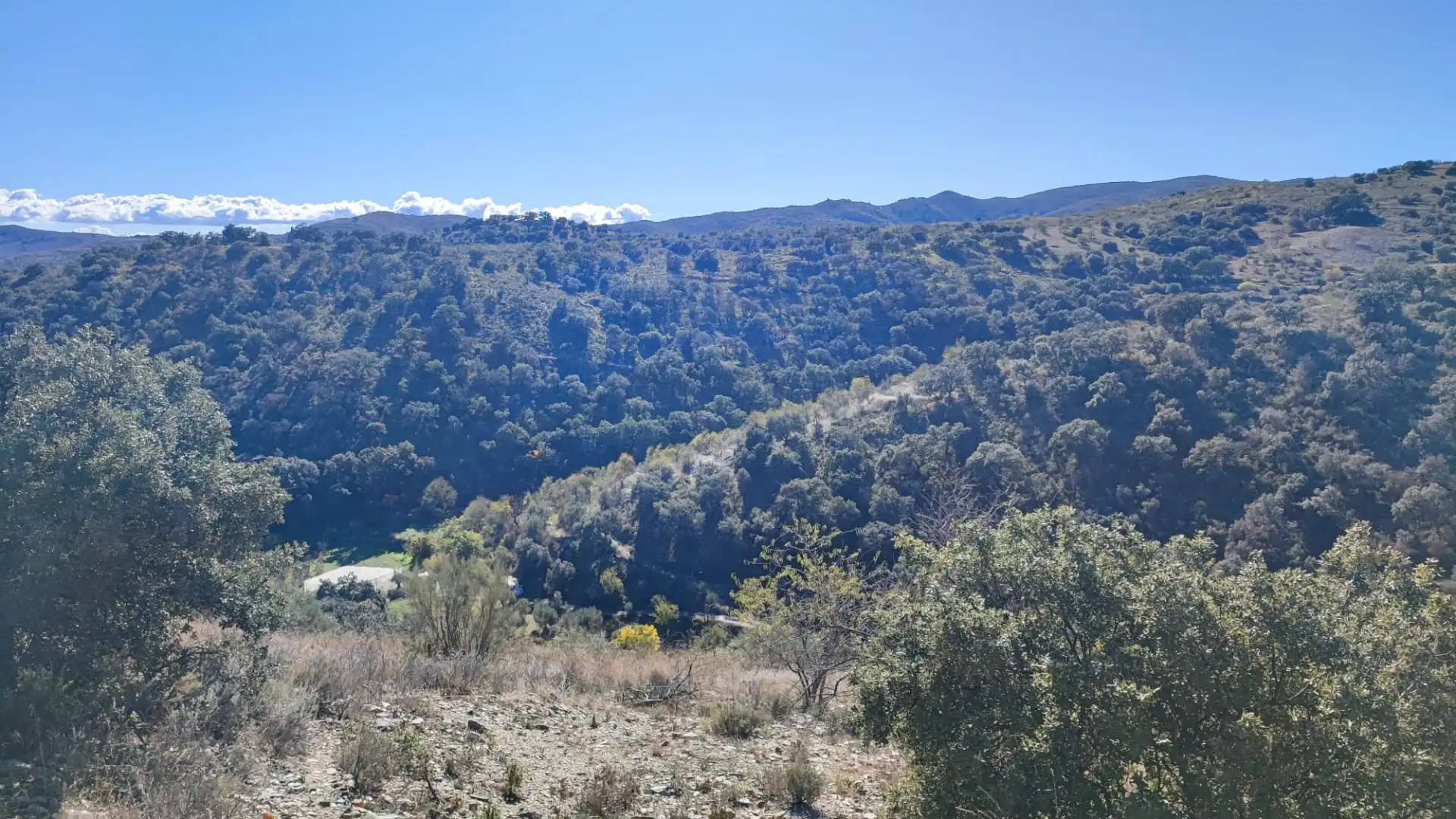 Exterior view of Land for sale in Alcudia de Monteagud