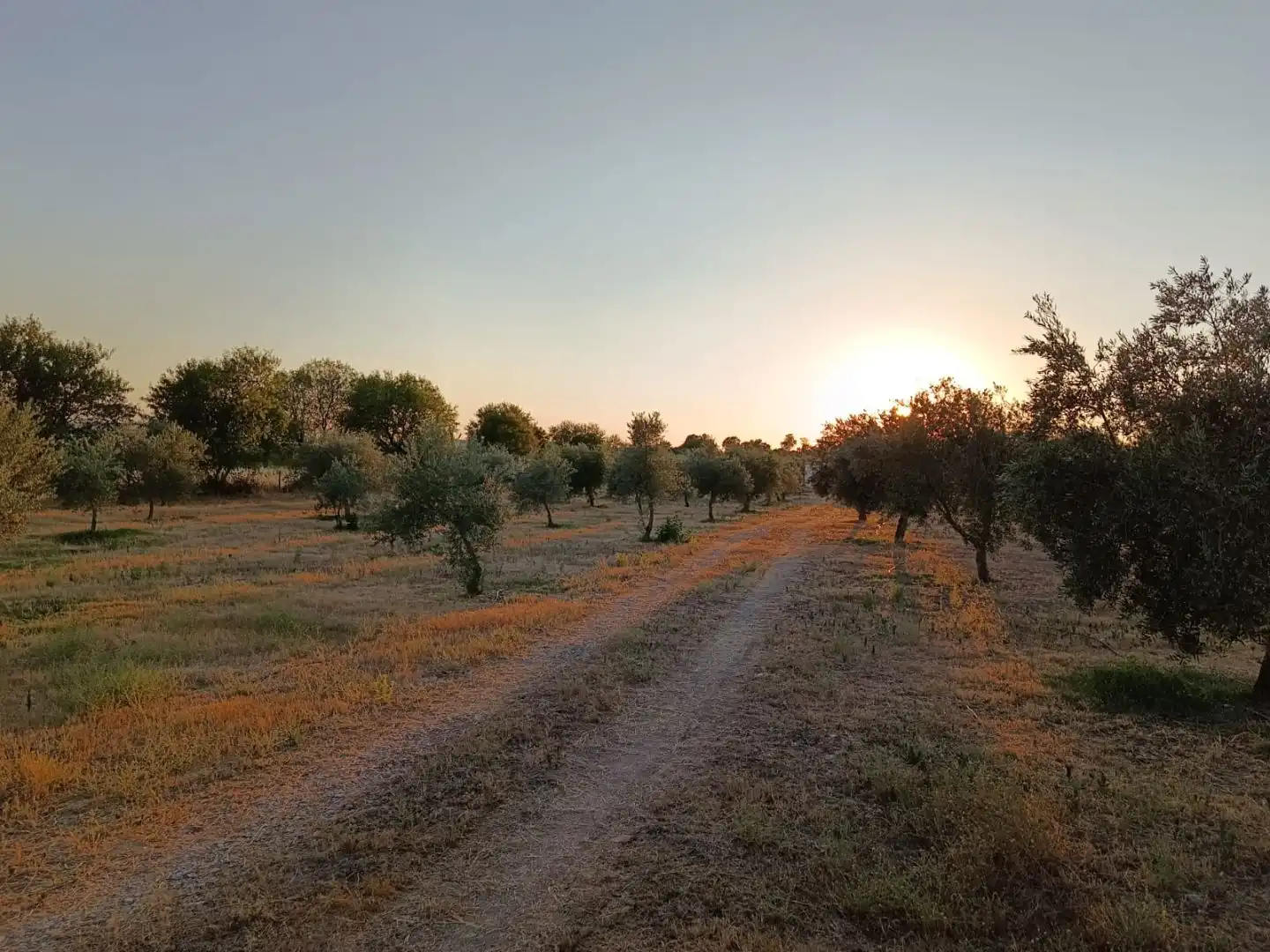 Terreno en venta en Quintana de la Serena