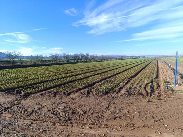 Terreno en Venta en Pasaje TORRE CALIN-DS ALJORRA, 1 en La Aljorra