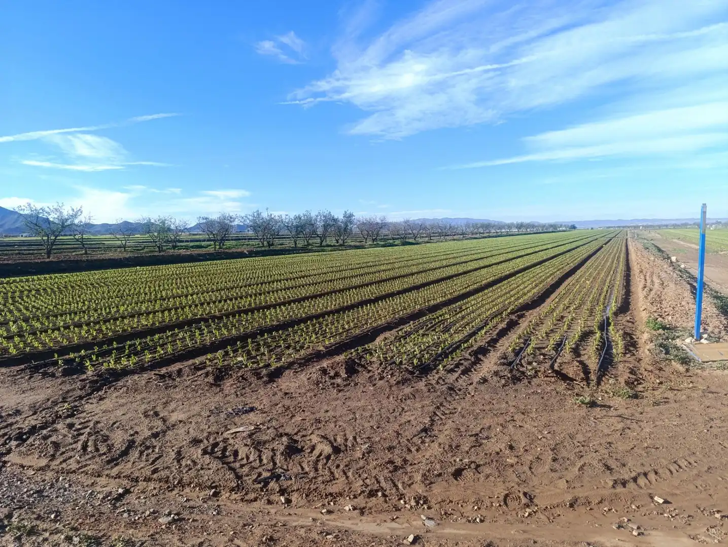 Terreno rústico en venta en Pasaje TORRE CALIN-DS ALJORRA 1