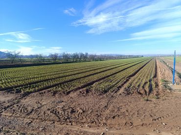 Terreno rustico in vendita a Pasaje TORRE CALIN-DS ALJORRA 1