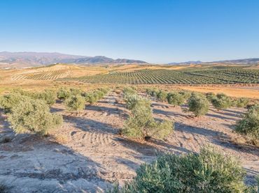 Terrain rustique à vendre à Ayuntamiento