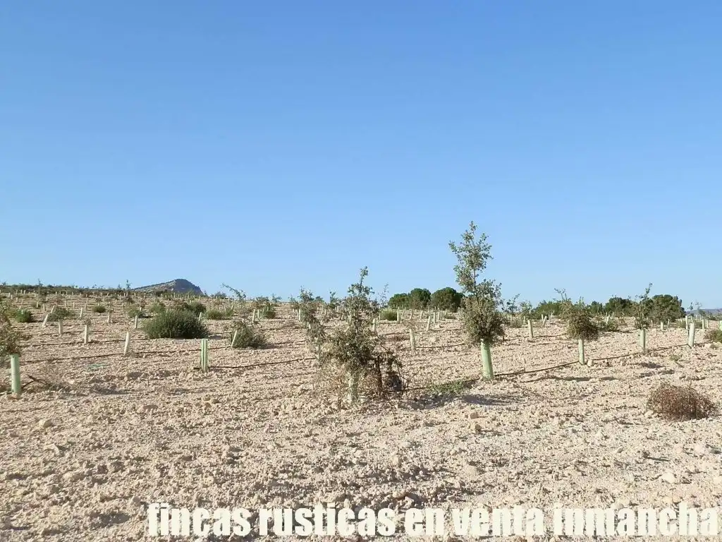 Rustikales Grundstück zum Verkauf in Jumilla, imagen 9