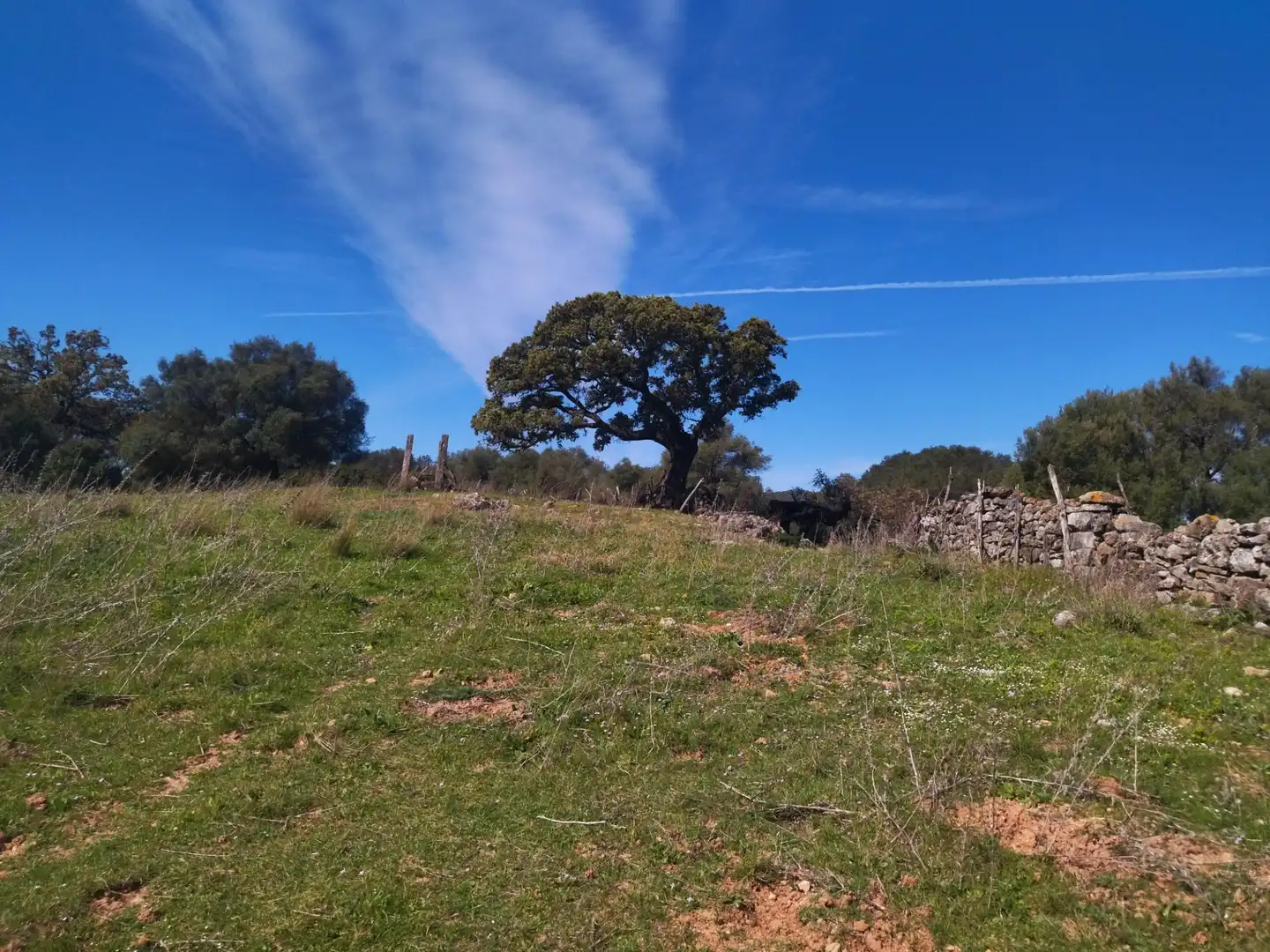 Terreno rustico in vendita a Ubrique, imagen 7