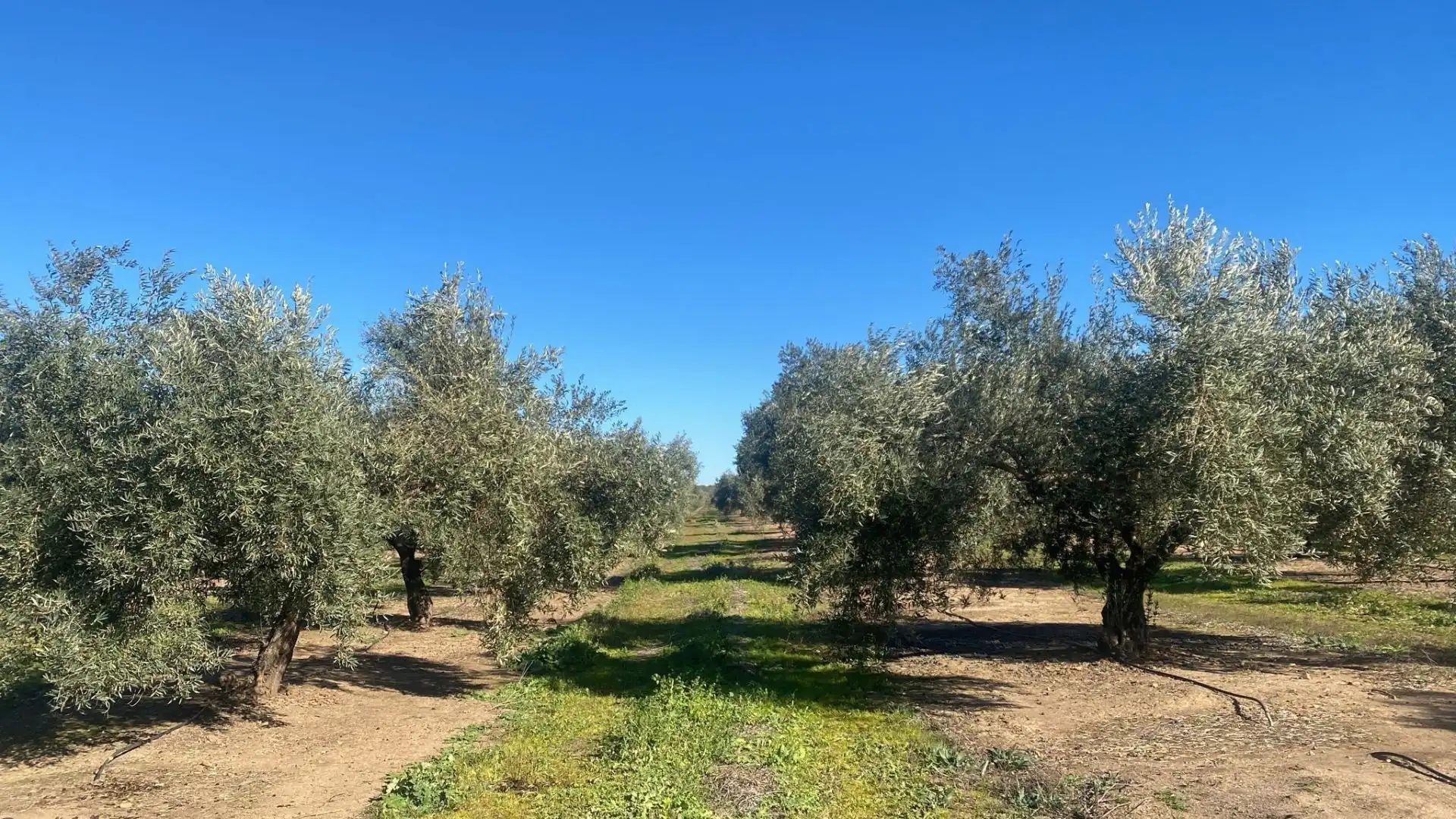Terreni e lotti in vendita a Jabalquinto, imagen 11