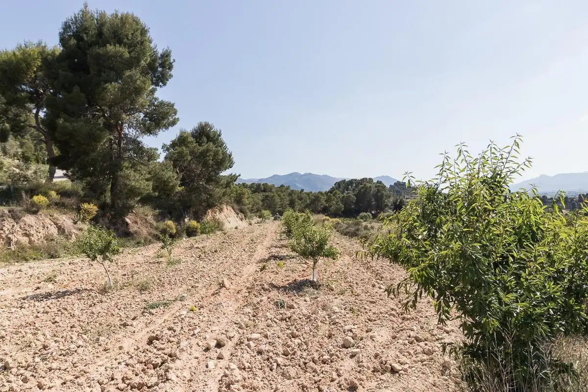 Terrenos y solares en venta en Pliego, imagen 4