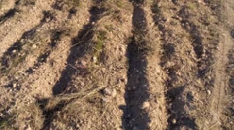 SE VENDE FINCA DE REGADIO, immagine 5