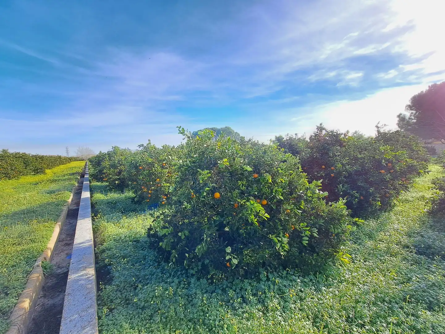 Terreno rústico en venta en Polígono LA COMA (CAMI ELS TOLLS), imagen 7