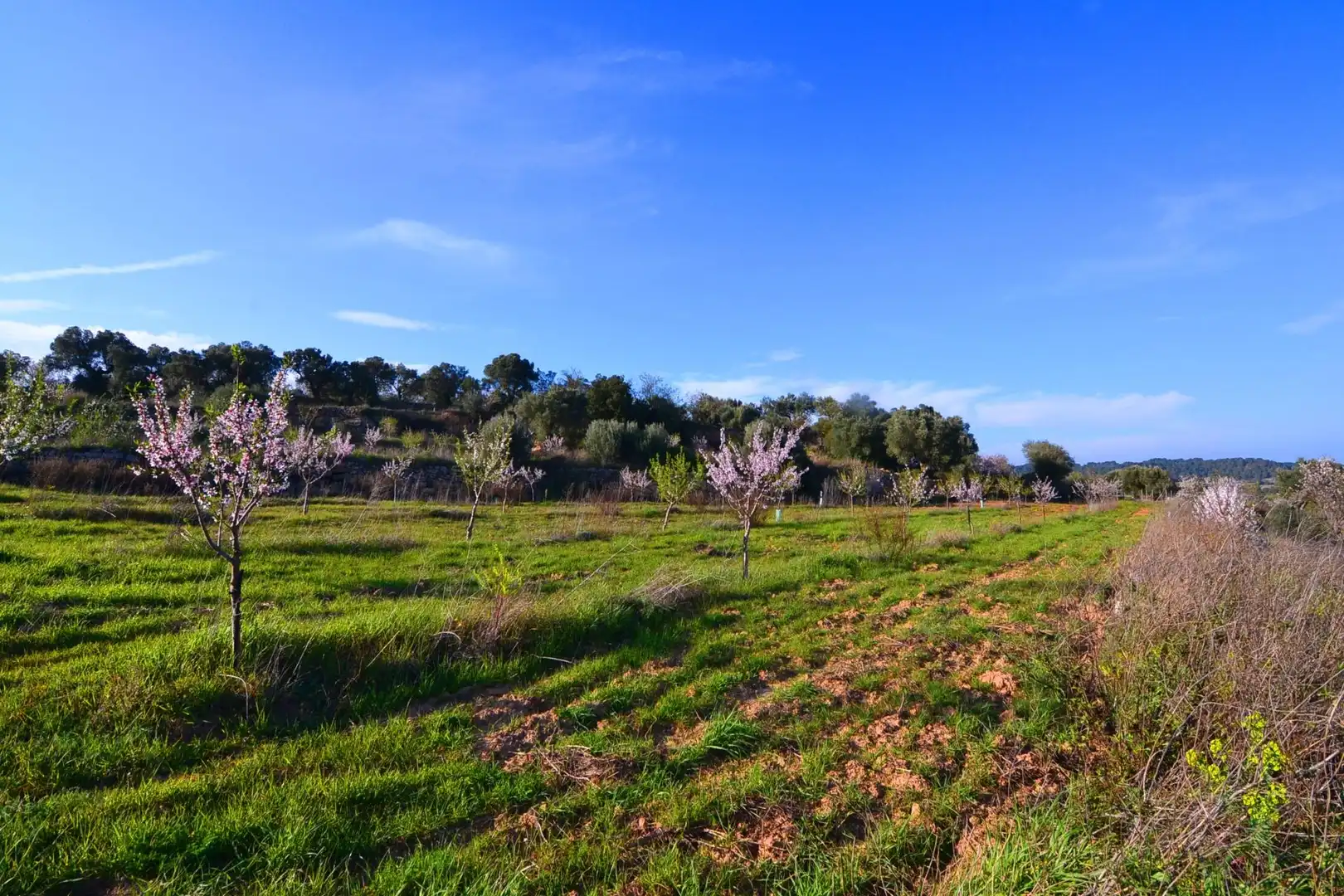 Rural land for sale in Gandesa, imagen 3