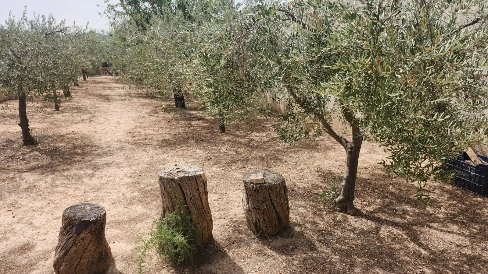 Casa amb jardí en venda a Hondón de las Nieves / El Fondó de les Neus, imagen 21