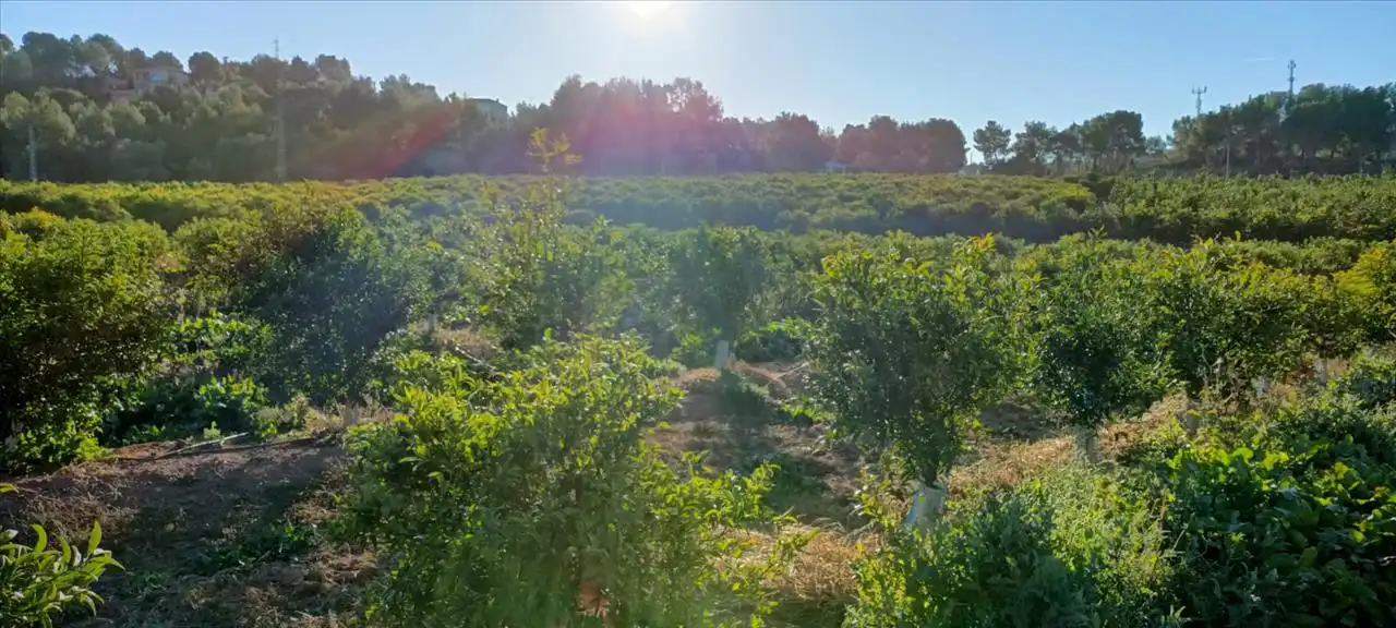 Land for sale in Torres Torres