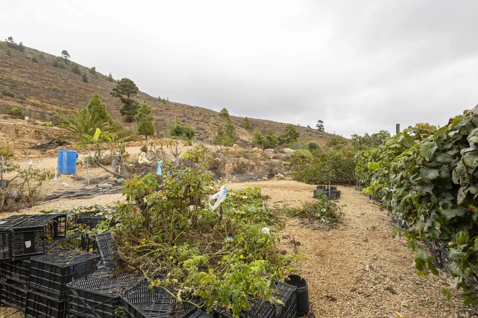 Terreno rustico in vendita a Calle San Bartolomé, imagen 30