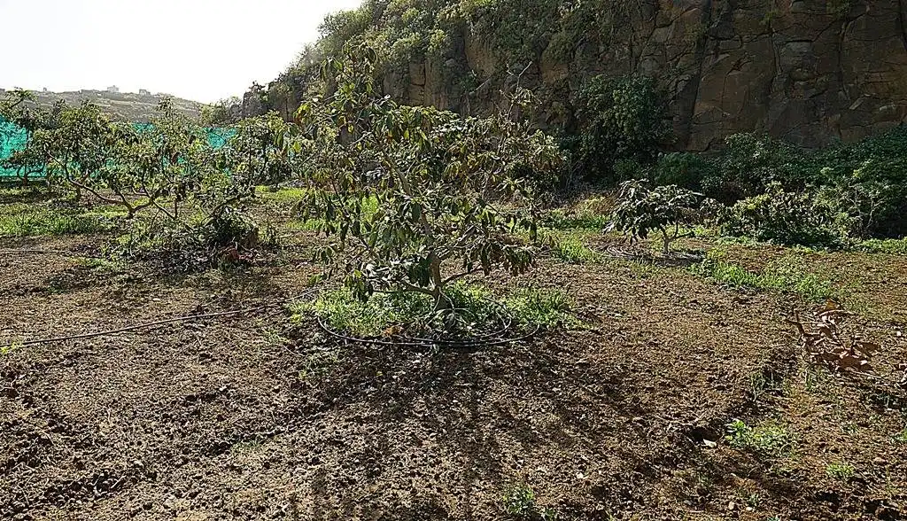 Finca rústica en venta en Camino DEHESA, 10, Santa María de Guía de Gran Canaria