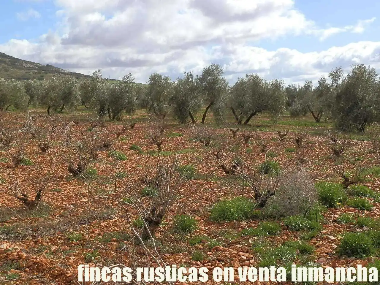 Rural land for sale in Valdepeñas, imagen 8