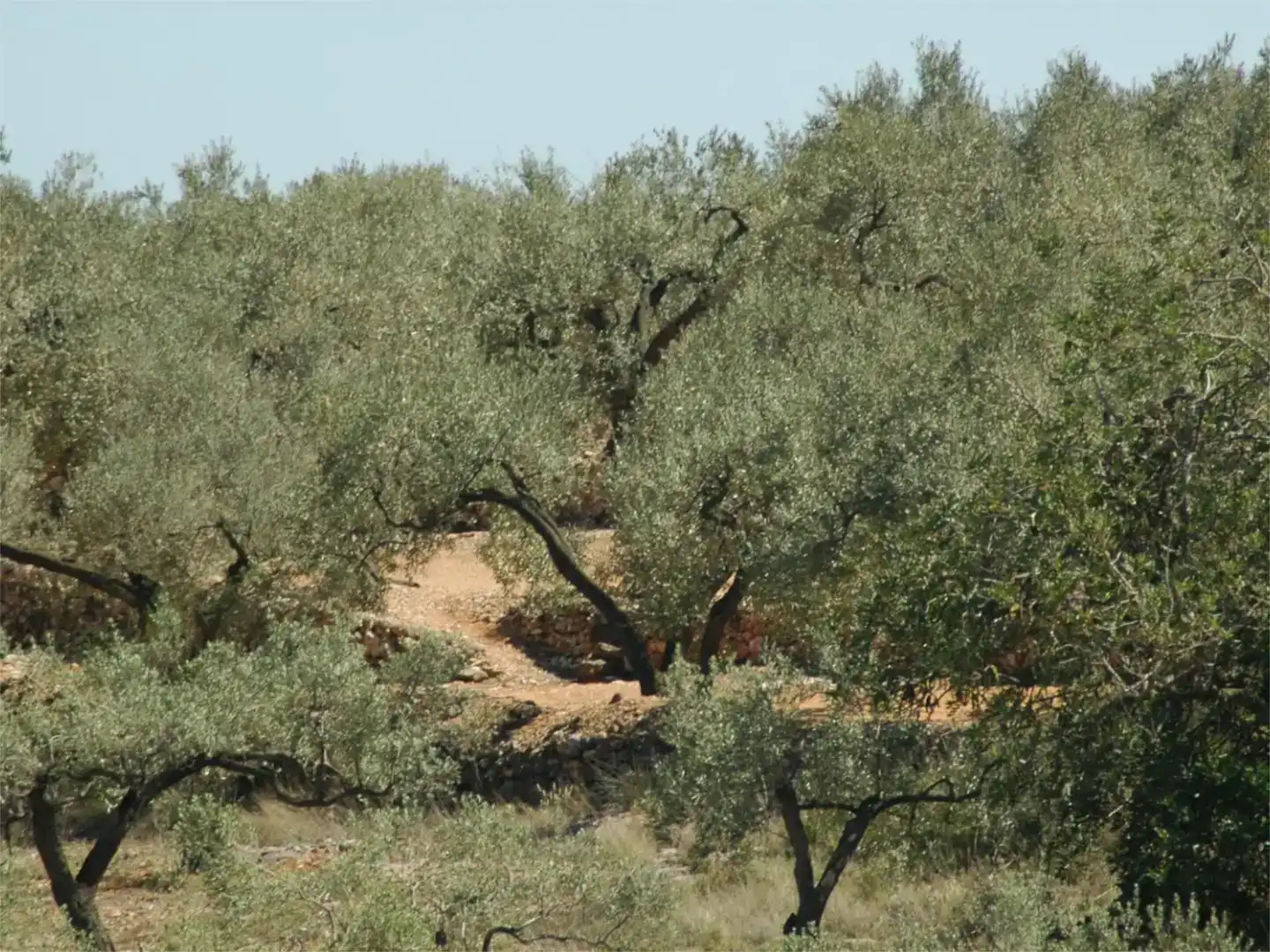 Finca rústica en venda en Camarles