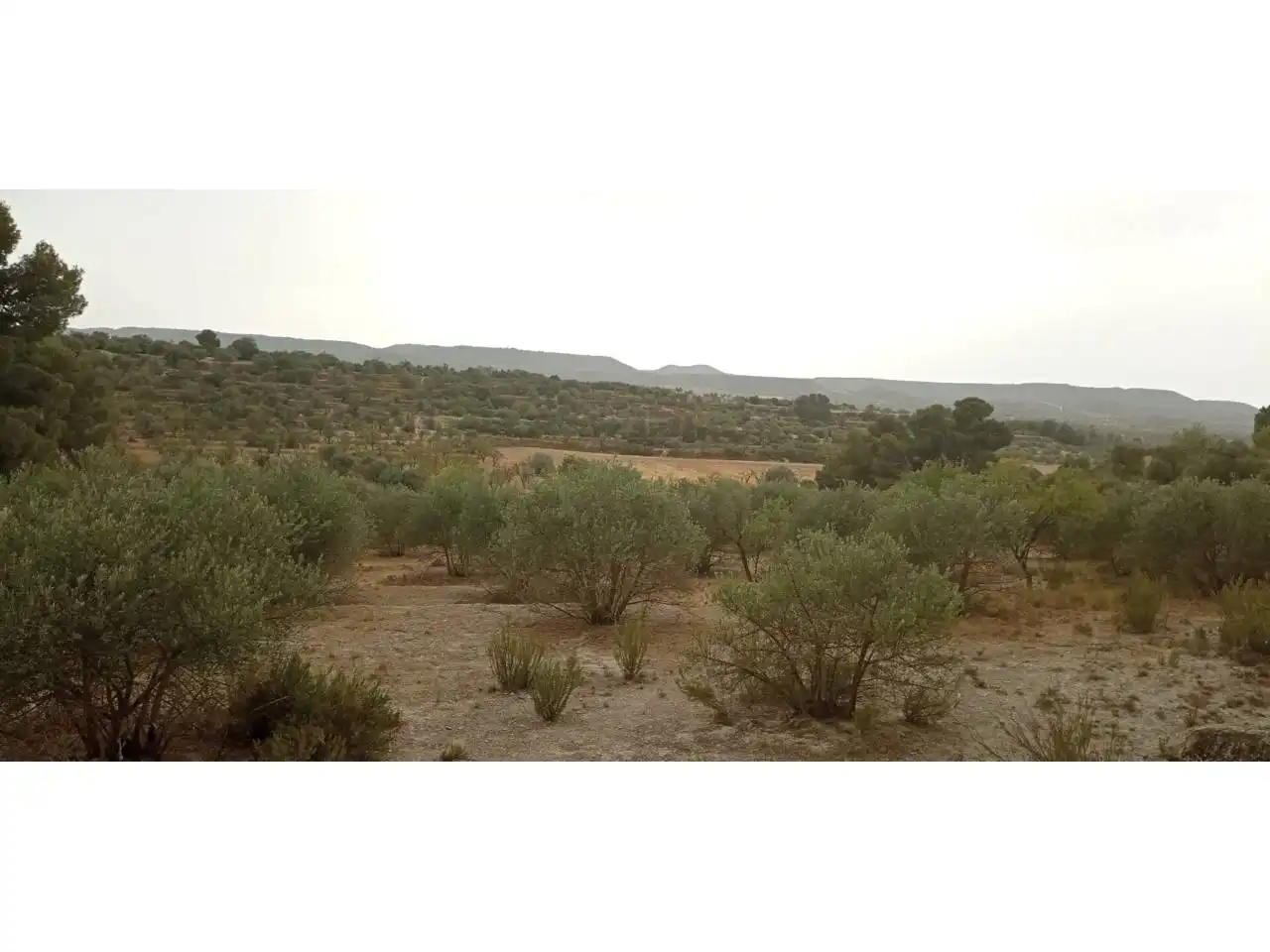 Terreny rústic en venda a Calle PARTIDA LA BASSETA DEL BISSELL, imagen 9