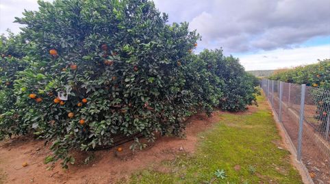 La inmobiliaria Garrigues Exclusivas le ofrece finca agrícola en plena producción de naranjas variedad Navel late.Finca rústica si, immagine 3