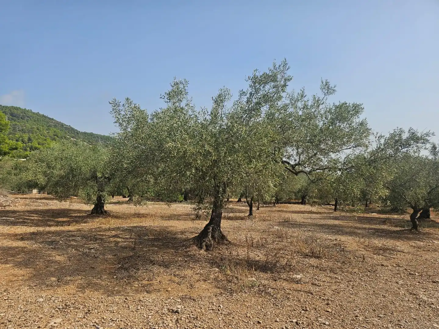 Terreno en venta en Alcanar