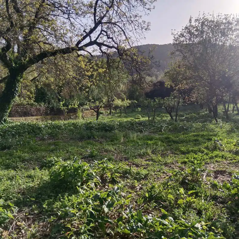 Finca rústica en venta en Cortelazor