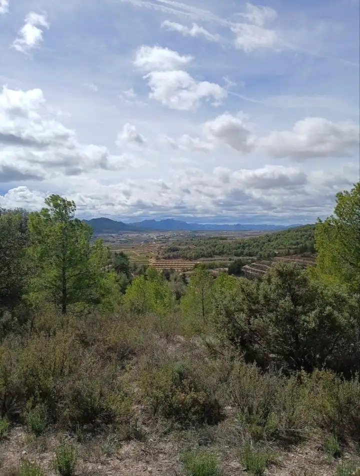 Rustikales Grundstück zum Verkauf in Corbera d'Ebre, imagen 3