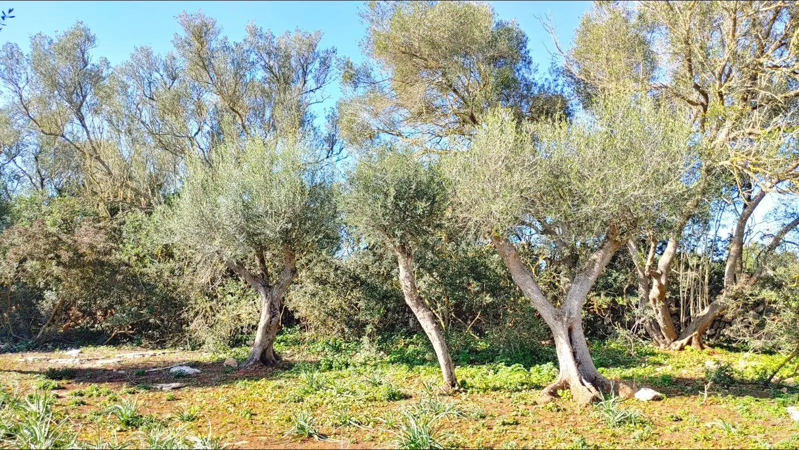 Terrenys i solars en venda a Felanitx Poble, imagen 6