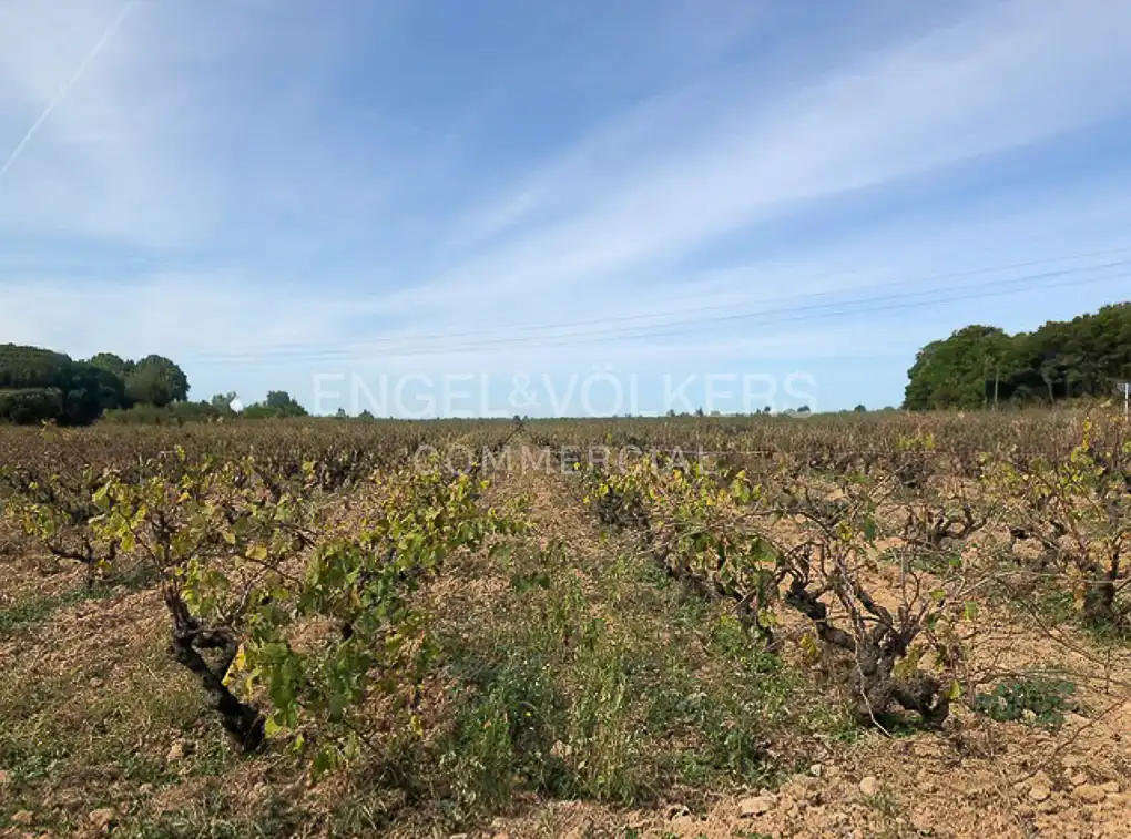 Fabrik Grundstücke zum Verkauf in Avinyonet del Penedès