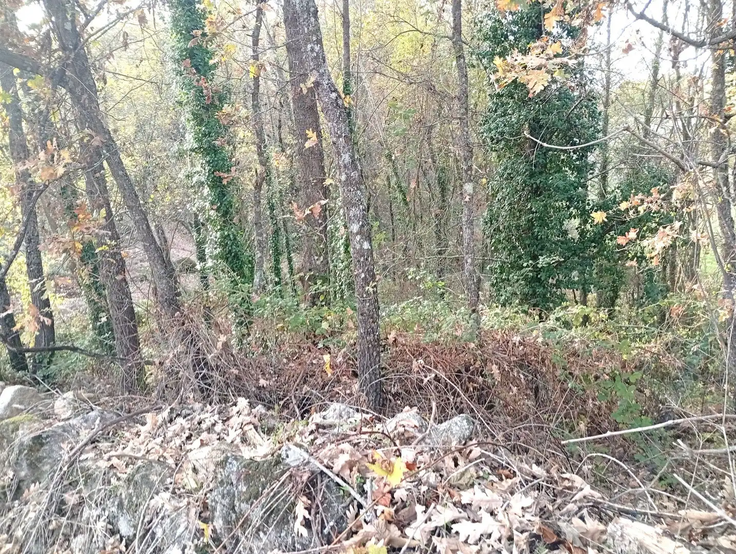 Terreni e lotti in vendita a Viandar de la Vera, imagen 6