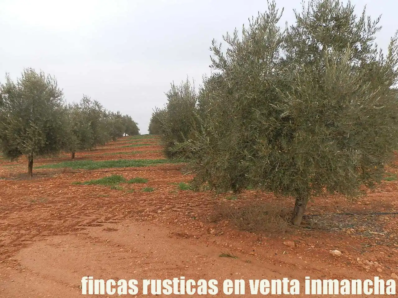 Terreno rústico en venta en Moral de Calatrava, imagen 3