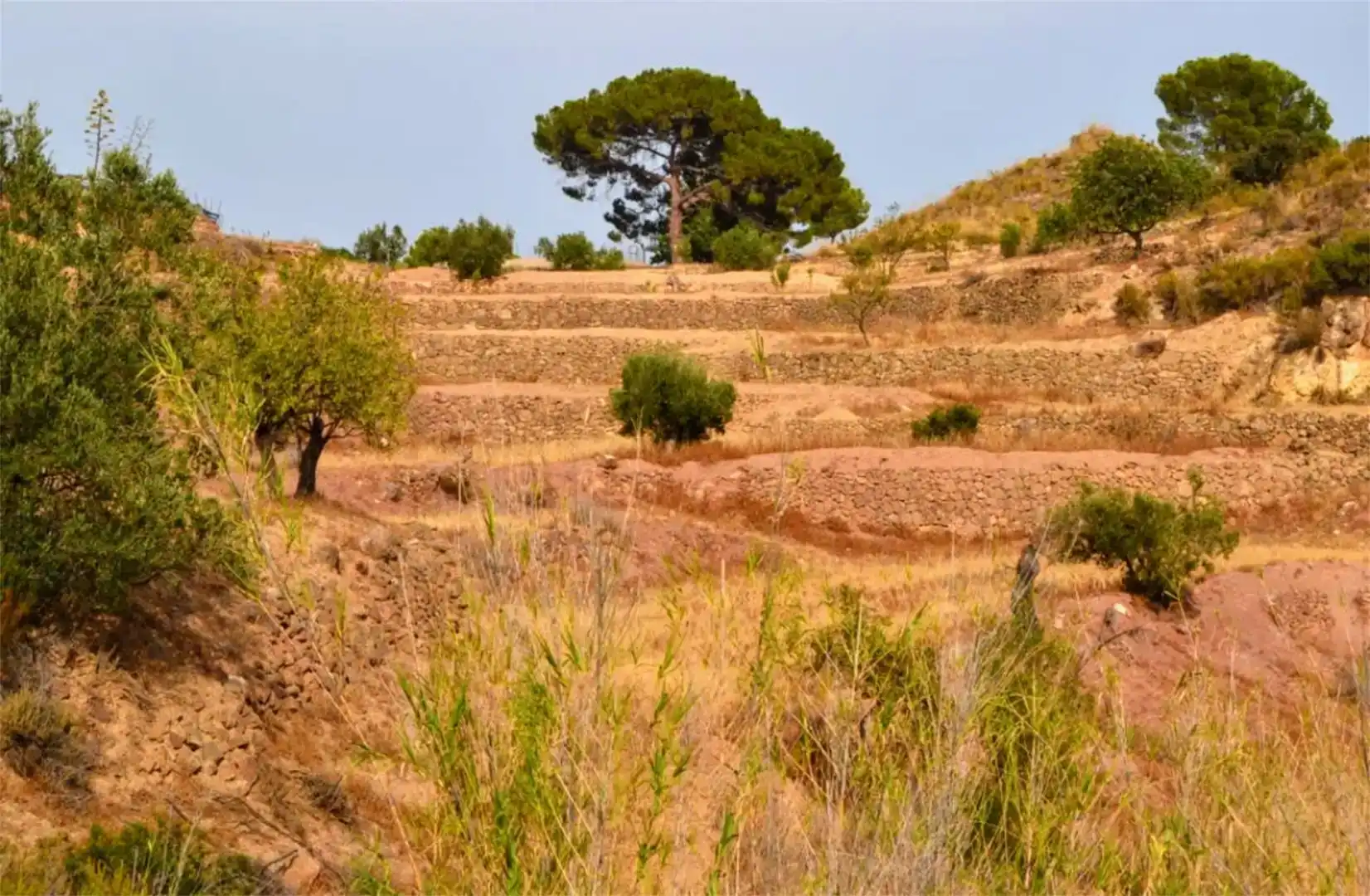Land for sale in Lorca
