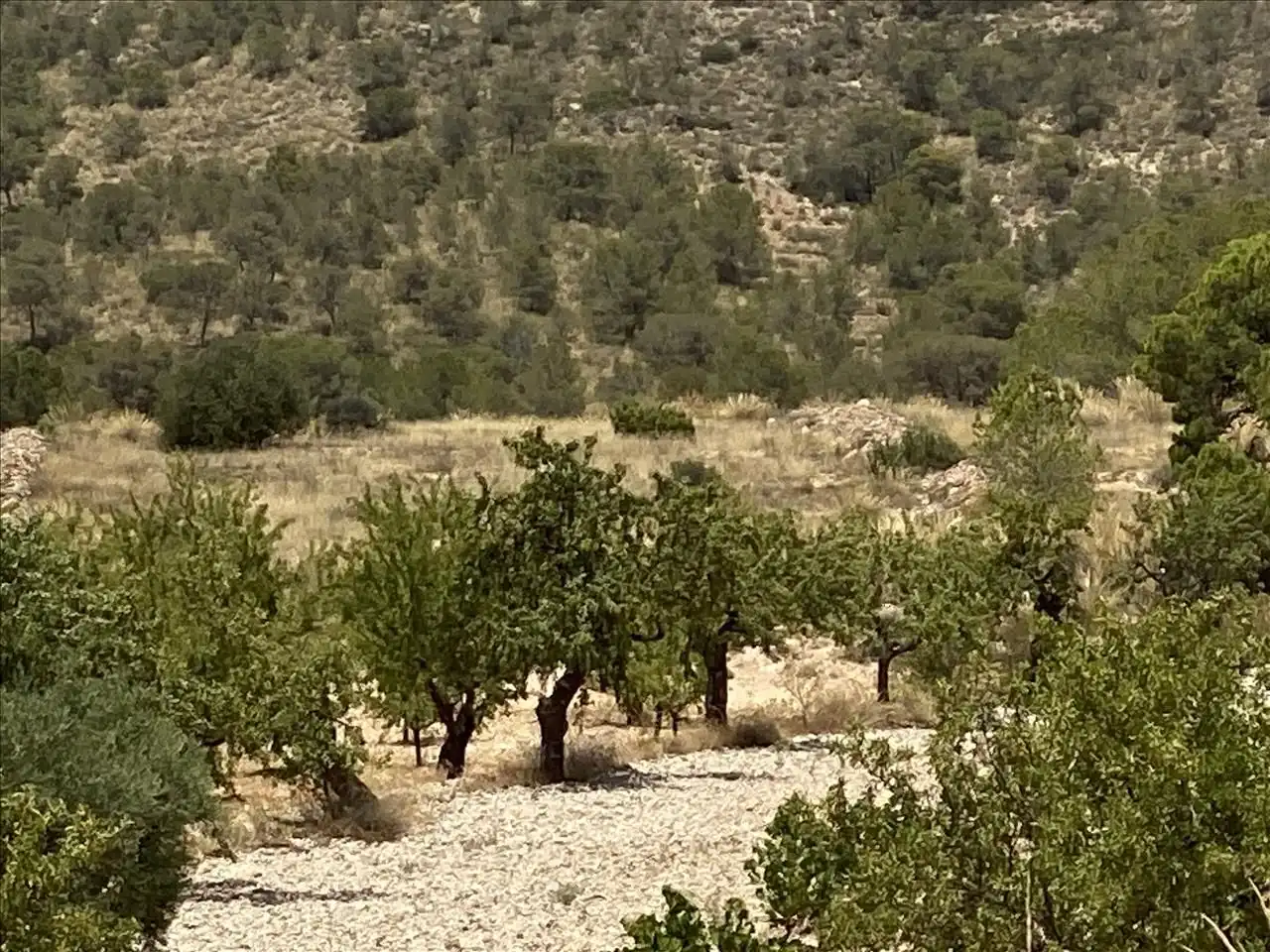 Lands and plots for sale in Poste Abanilla 165, imagen 4