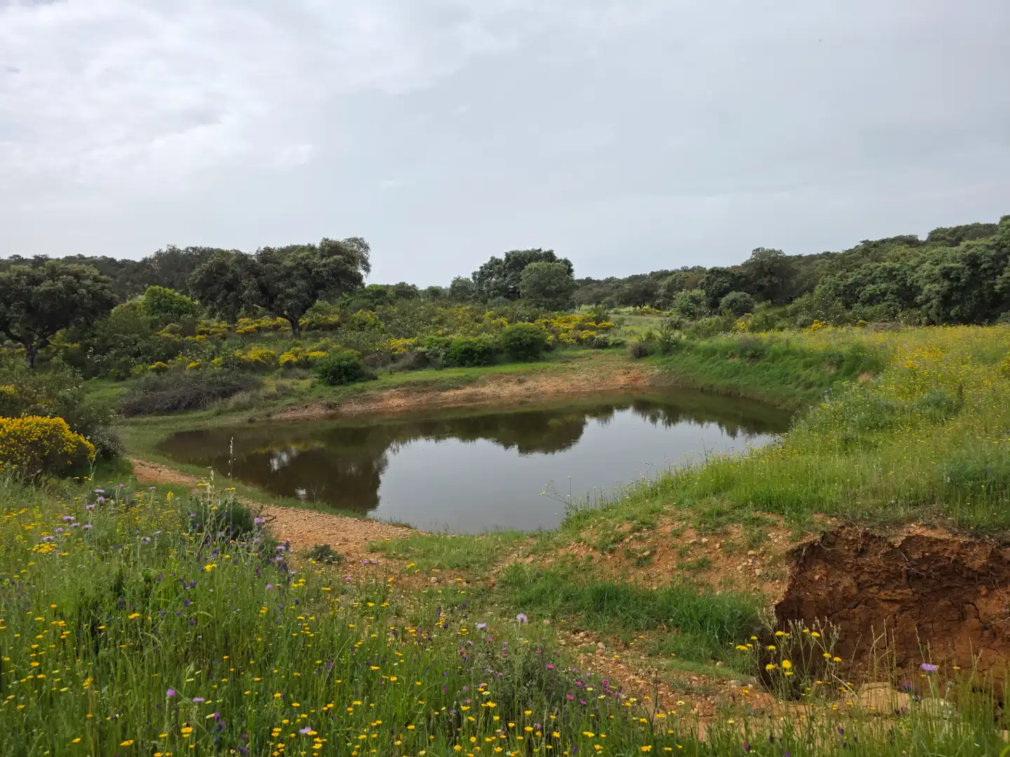 Terreni e lotti in vendita a Olivenza, imagen 6