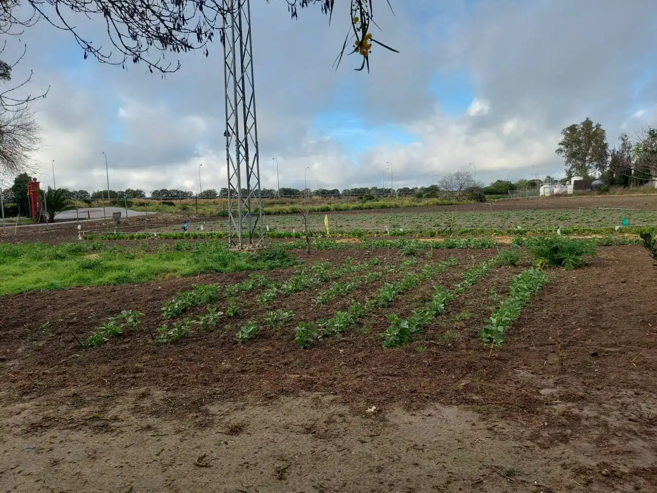 Terreno rústico en venta en Jerez norte - Montealto - Pozoalbero, imagen 5
