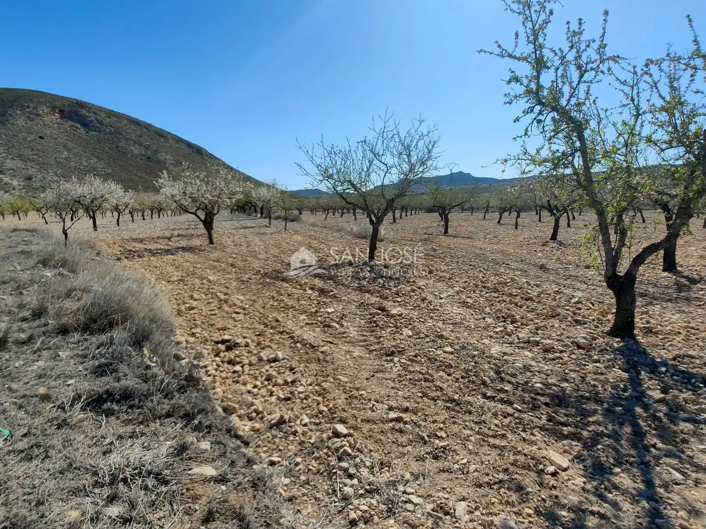 Terreno rustico in vendita a La Murada - Los Vicentes, imagen 8