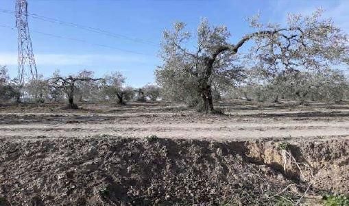 Land for sale in Albaida del Aljarafe